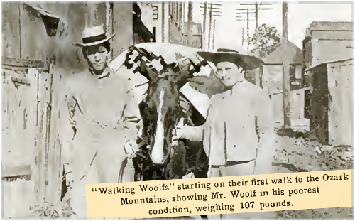 Woolf Weymouth Stella (w2802)